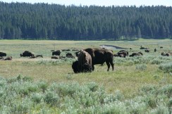 Yellowstone 2010-07-23 044