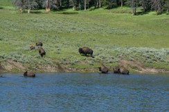 Yellowstone 2010-07-23 072