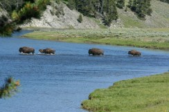 Yellowstone 2010-07-23 074