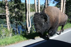 Yellowstone 2010-07-23 087