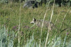 Yellowstone 2010-07-23 100