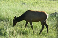 Yellowstone 2010-07-23 105