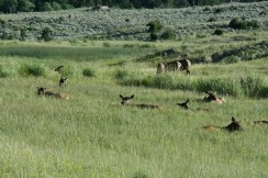 Yellowstone 2010-07-23 106