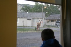 Yellowstone 2010-07-23 121
