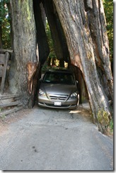 Drive Through Tree 2011-08-22 006