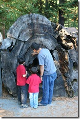 Drive Through Tree 2011-08-22 046