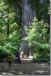 Redwoods Day 3 2011-08-24 041