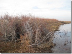 Duck Hunting 2011-11-22 004