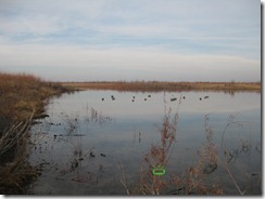 Duck Hunting 2011-11-22 006