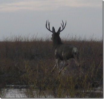 Duck Hunting 2011-11-22 017