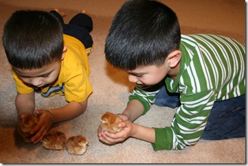 Baby Chickens 2012-02-24 009