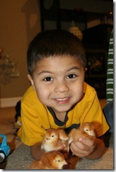 Baby Chickens 2012-02-24 013