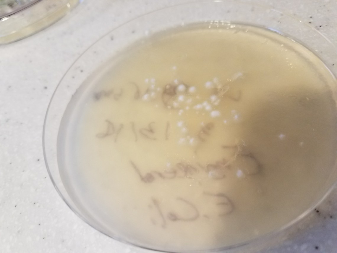 20180325_181739_resized