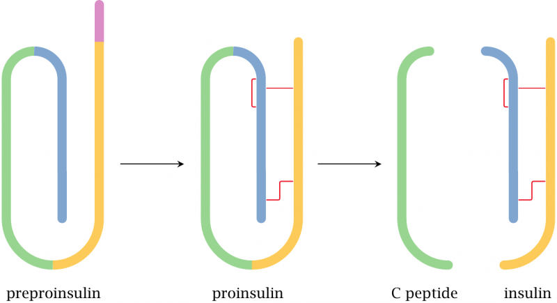 800px-t-dtu-denmark-insulin_maturation